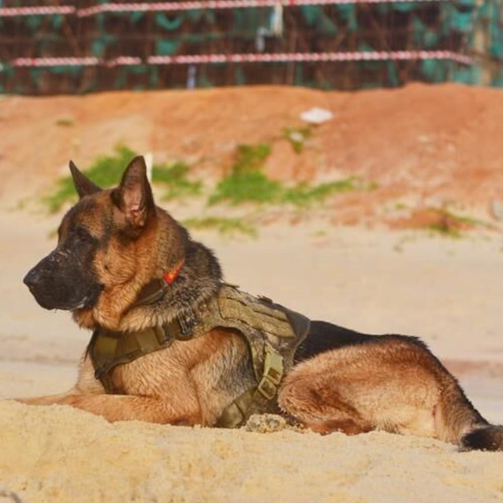 Tactical Supply K9 Field Armor